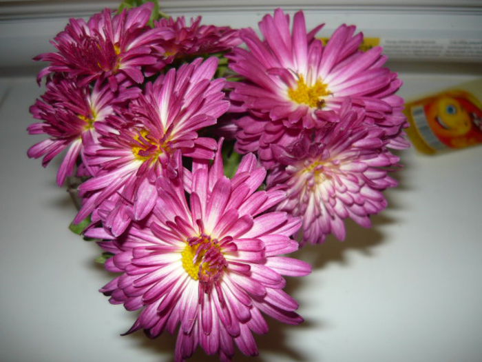 Picture 022; le-am  furat din fata primariei urmeaza sa le plantez in ghiveci
