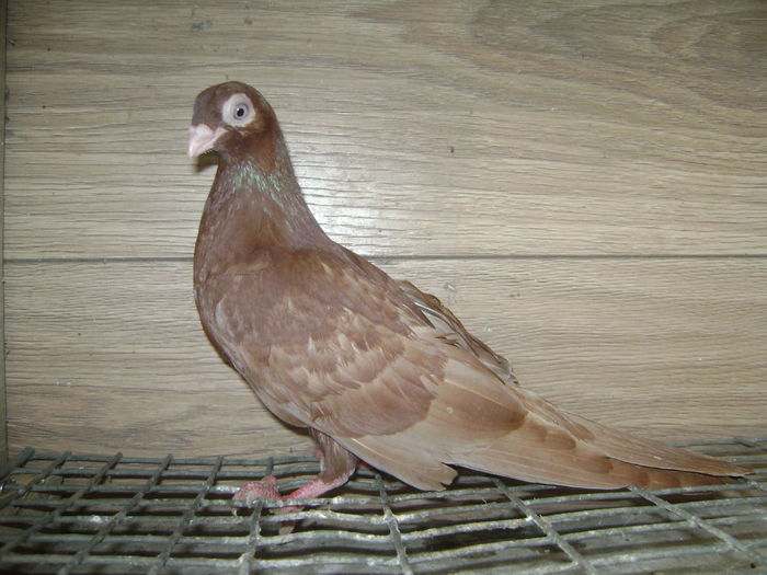 5035 a