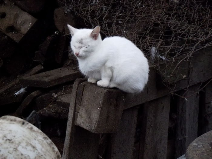 DSCF0983 motanul timi adoptat a decedat in 01.01.2015 - pisici