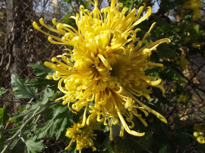 crizantema Jacana