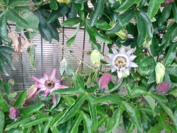 fl.pas. caeruela si edulis