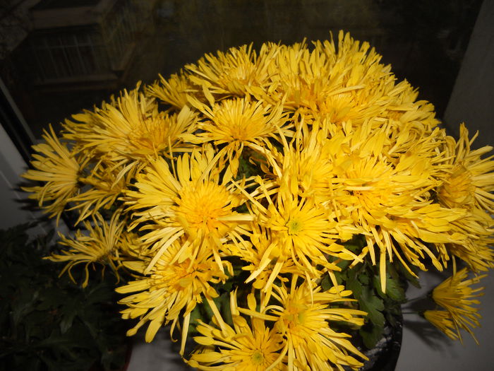 DSCN7750 - 8 - Achizitii 2014