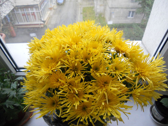 DSCN7753 - 8 - Achizitii 2014