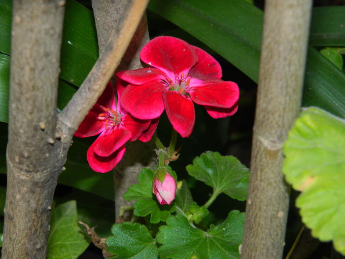 DSCN3343 - NOIEMBRIE_2_2014