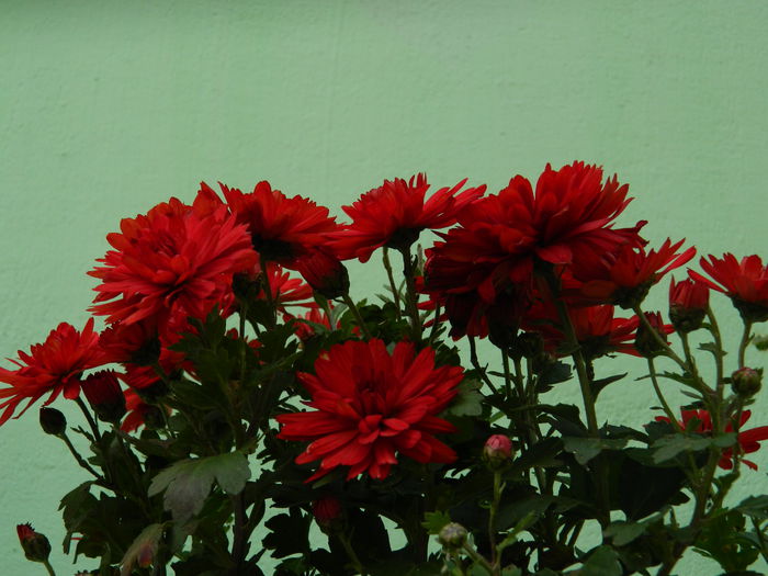 DSCN3347 - NOIEMBRIE_2_2014