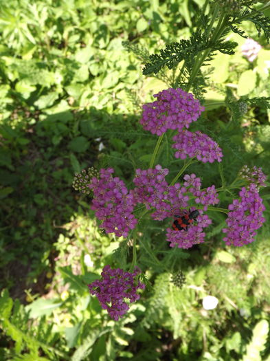 DSCF3272 - Flori amestec