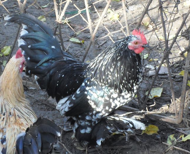 Miideflori negru bobat cu alb - J - Mii de flori 2015