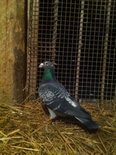 M-06-frate de pe mama cu loc1 National marathon