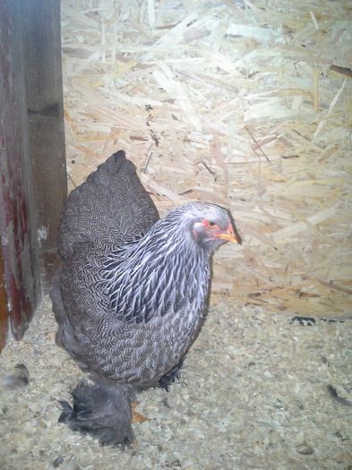 20141113_173107 - pui herminat inchis 2014