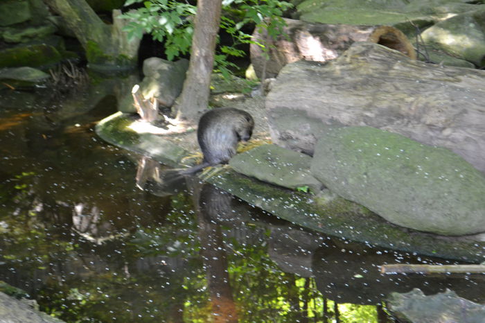 DSC_1581 - gradina zoo din Viena