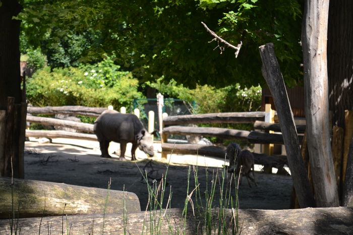 DSC_1582 - gradina zoo din Viena