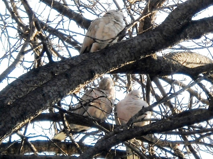 Picture 125 - aspecte insecte si alte vietati de prin paduri si parcuri