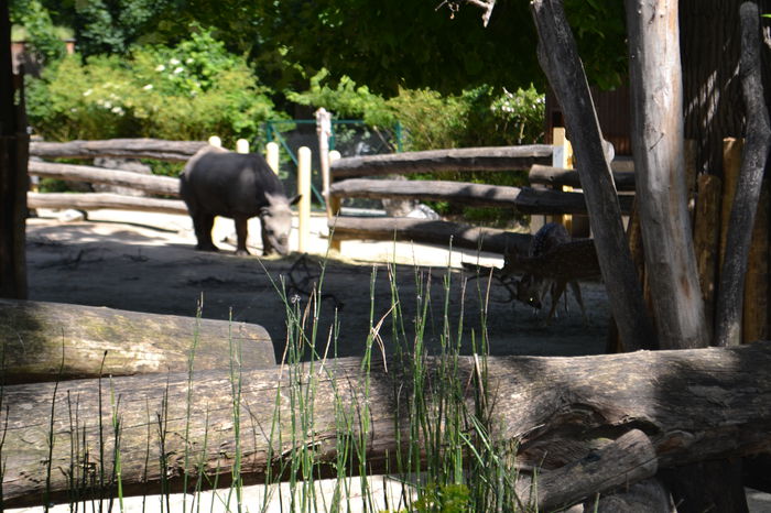 DSC_1583 - gradina zoo din Viena