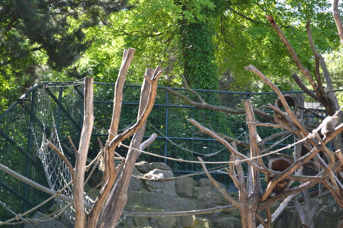 DSC_1588 - gradina zoo din Viena