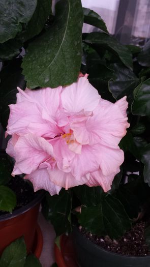 Classic Pink - Flori 2014