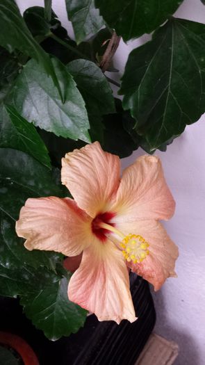Cairo Apricot - Flori 2014