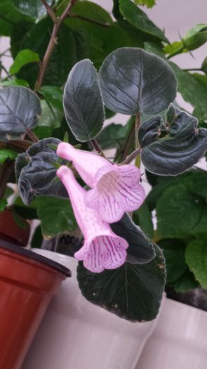 Texas Zebra - Flori 2014