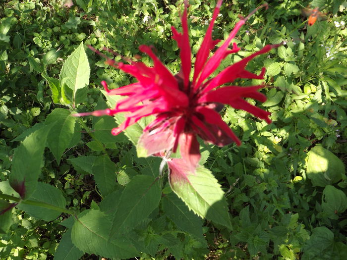 DSCF3278 - Flori amestec