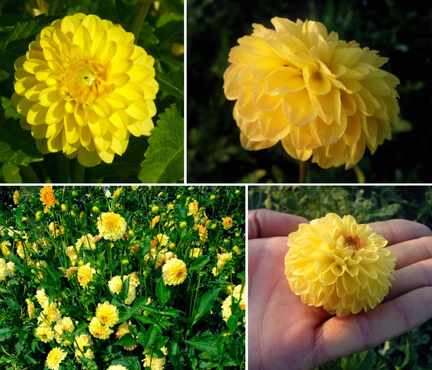 Dalie pompon - galben; Dalie pompon - galben
Talie: medie (80-100cm)
Floare: mica
Pret: 2 buc = 10 lei sau 3 buc = 13 lei
