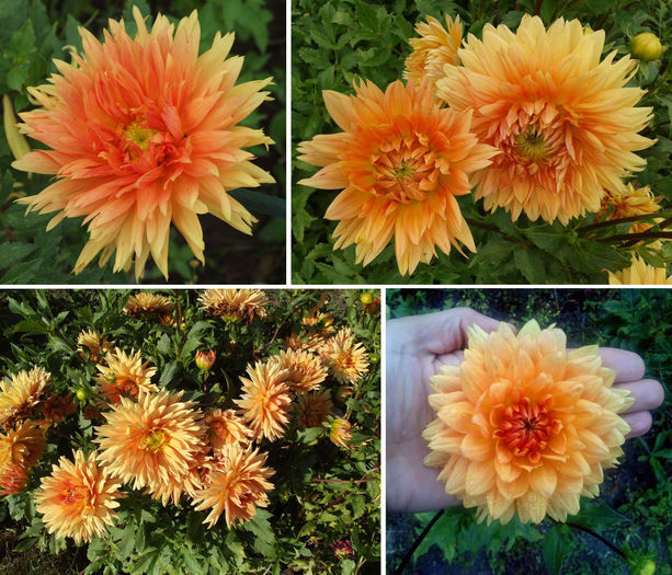 Dalie "Glorije van Noordwick"; Dalie "Glorije van Noordwick"
Talie: medie (80-100cm)
Floare: medie spre mare
Pret: 1 buc = 6 lei sau 2 buc = 10 lei
