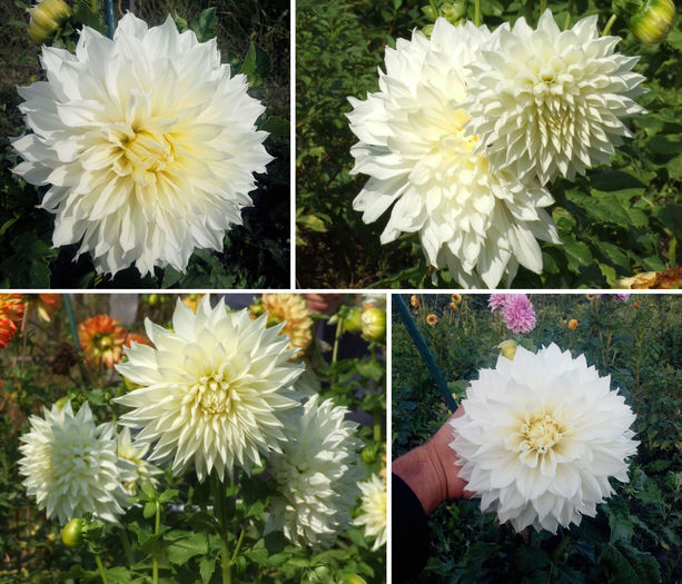 Dalie alb urias "White Perfection"; Dalie "White Perfection"
Talie: medie (80-100cm)
Floare: foarte mare
Pret: 1 buc = 12 lei
