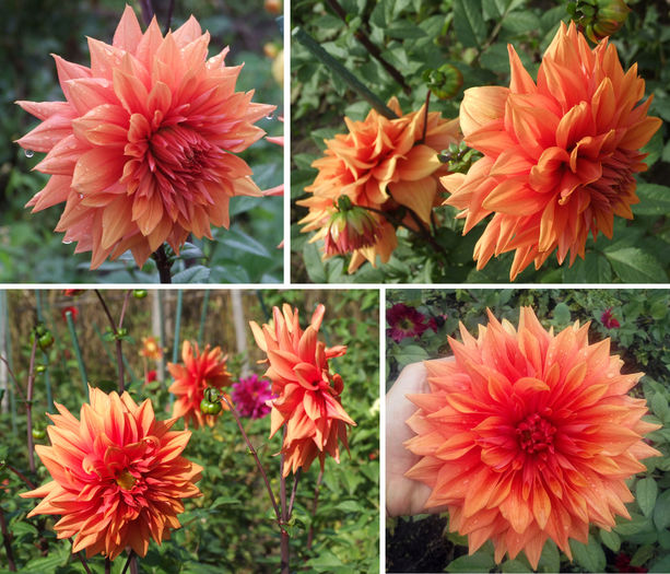Dalie portocaliu urias "Color Spectacle"; Dalie "Color Spectacle"
Talie: medie (80-100cm)
Floare: foarte mare
Pret: 1 buc = 12 lei
