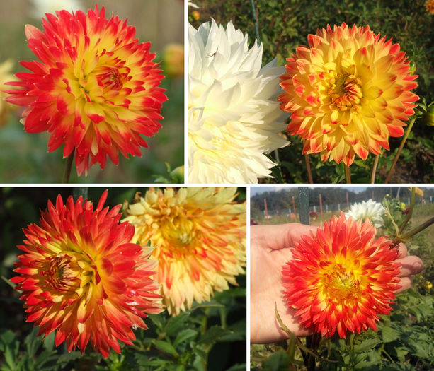 Dalie "Procyon"; Dalie "Procyon"
Talie: medie (80-100cm)
Floare: medie spre mare
Pret: 1 buc = 6 lei sau 2 buc = 10 lei
