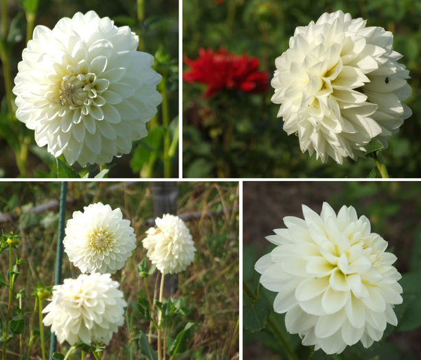 Dalie "White Nettle"; Dalie "White Nettle"
Talie: medie (80-100cm)
Floare: medie
Pret: 1 buc = 6 lei
