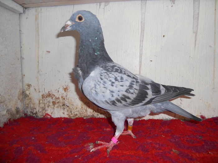 femela jan aarden kuif 0278795