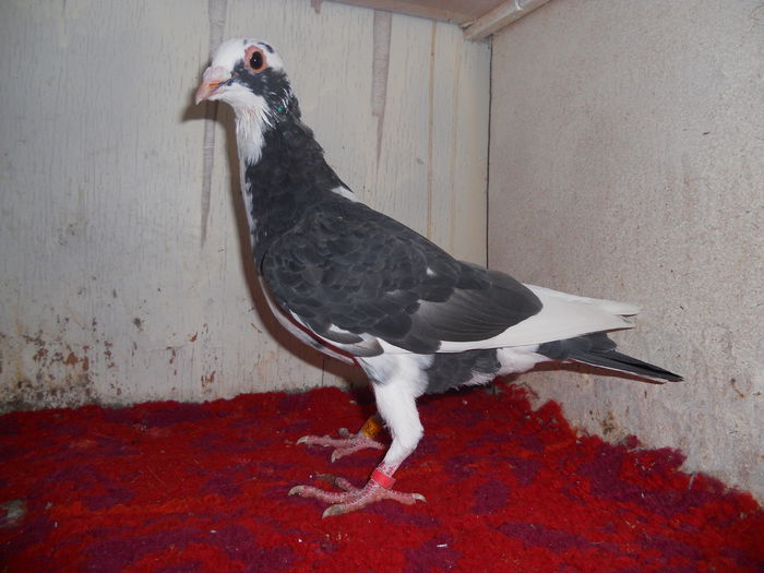 M 2014 75%C. HETRU-25%JAN AARDEN