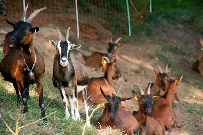 Alpine si Toggenburg-3x - Rase de oi si capre-Poze deosebite 2