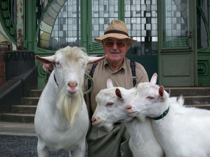 Batranul si Saanen frumoase