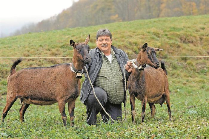 Caprite grase ca si stapanul - Rase de oi si capre-Poze deosebite 2