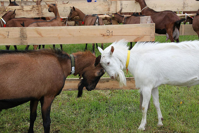 Intalnire cap la cap