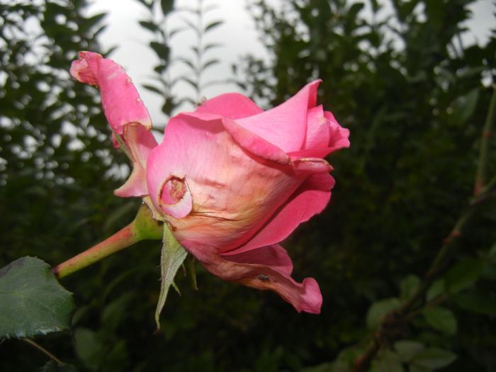 Rose Pink Peace (2014, Nov.09) - Rose Pink Peace
