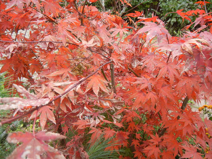 Acer palmatum Bloodgood (2014, Nov.09)