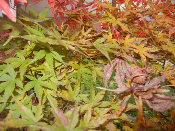 Acer palmatum Katsura (2014, Nov.09) - Acer palmatum Katsura