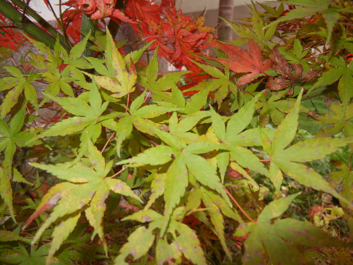 Acer palmatum Katsura (2014, Nov.09) - Acer palmatum Katsura