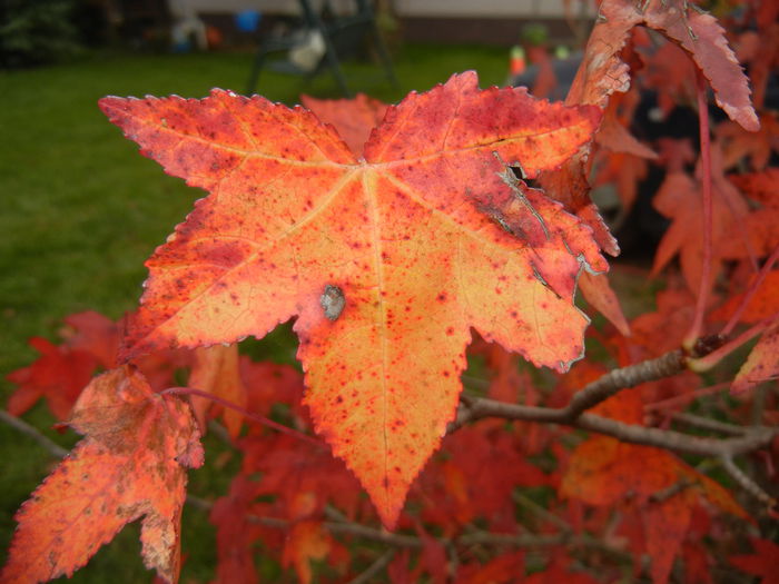 Liquidambar styraciflua (2014, Nov.09)