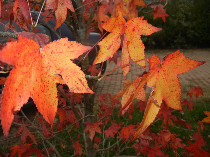 Liquidambar styraciflua (2014, Nov.09) - Liquidambar styraciflua