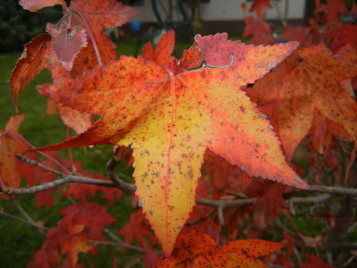 Liquidambar styraciflua (2014, Nov.09) - Liquidambar styraciflua