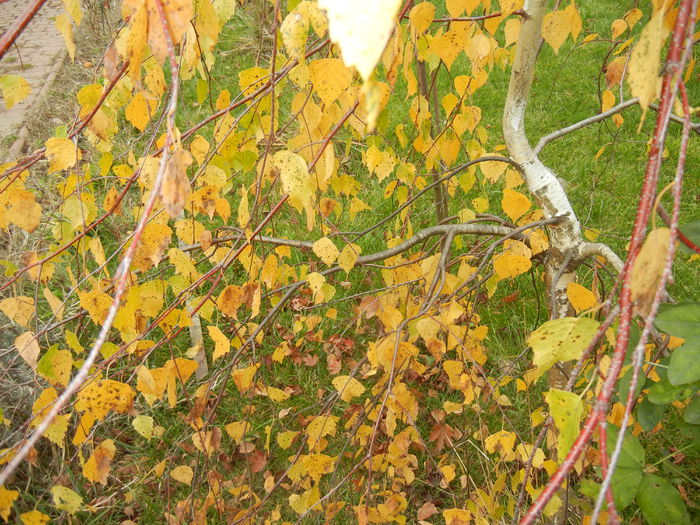 Betula pendula Youngii (2014, Nov.09) - Betula pendula Youngii