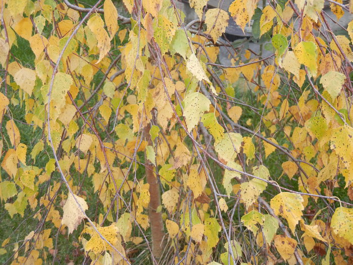 Betula pendula Youngii (2014, Nov.09)