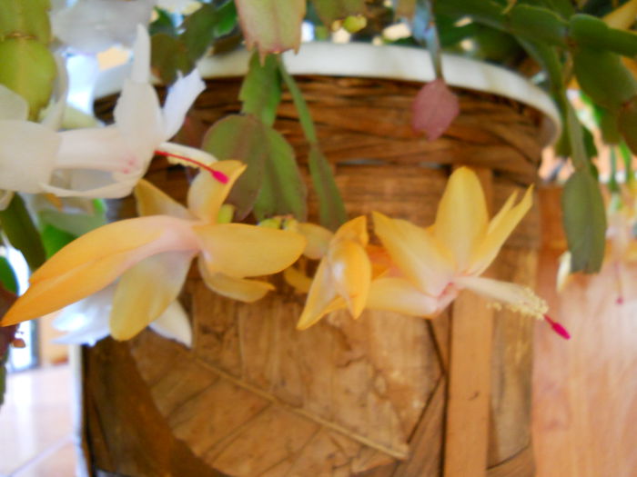 DSCN4909_009