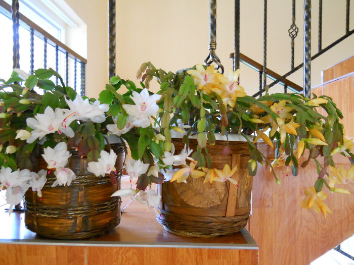 DSCN4910_010