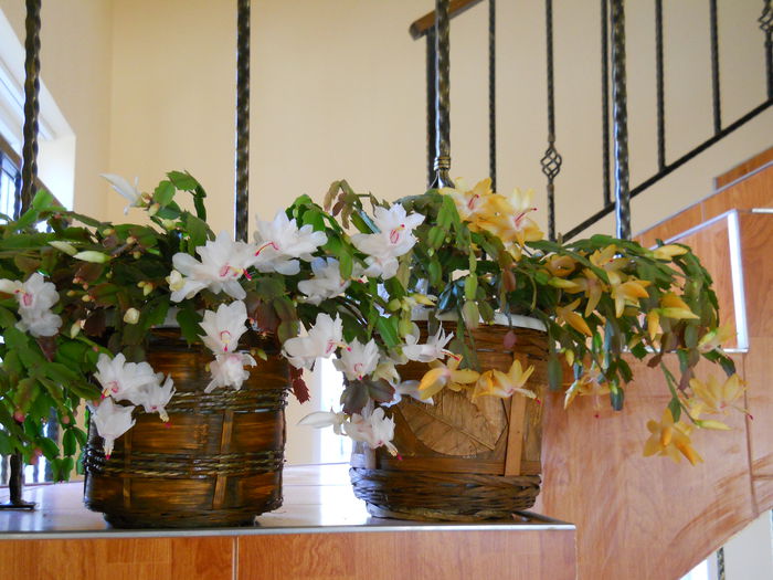 DSCN4912_012