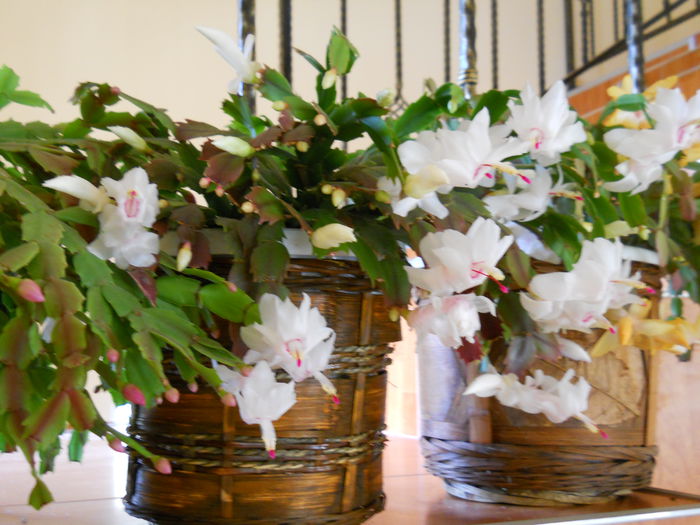 DSCN4913_013