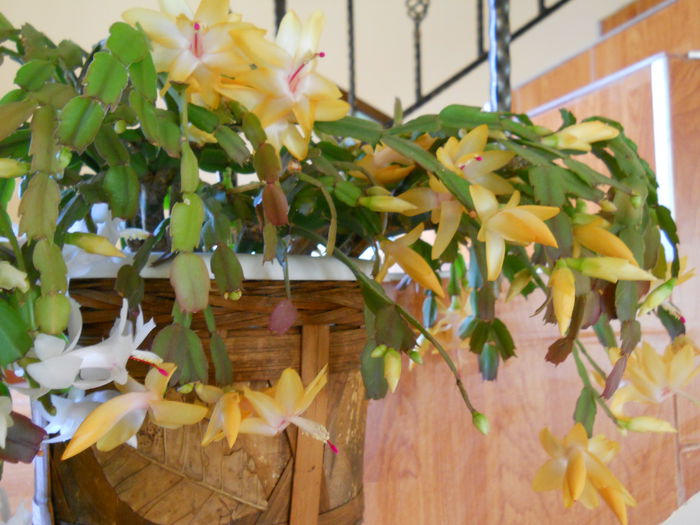 DSCN4914_014