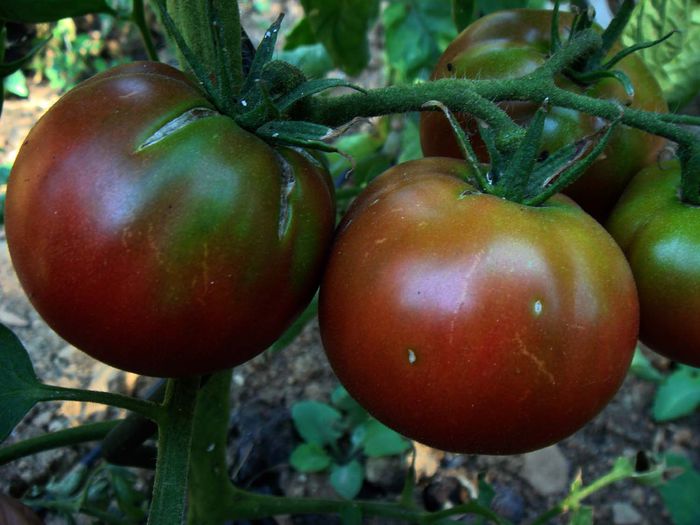 Tomate_0020_black_0020_brandywine