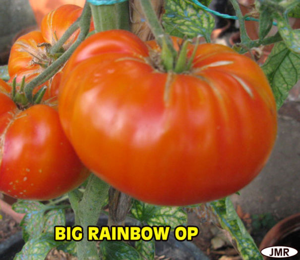 Tomate_big_rainbow_op - big rainbow rosie